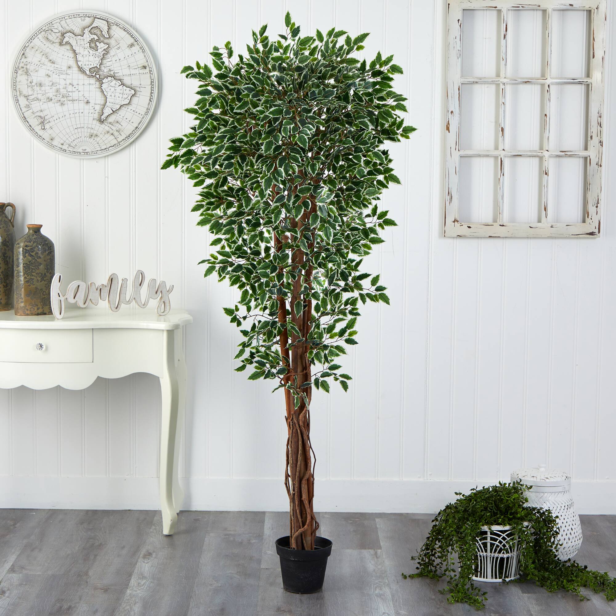 5.8ft. Potted Variegated Ficus Tree